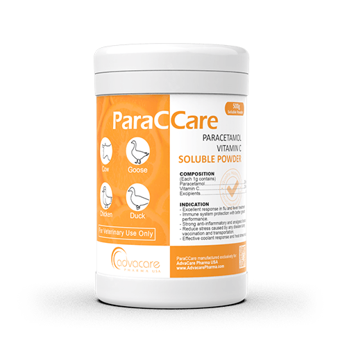 Paracetamol + Vitamin C Soluble Powder (1 bag)