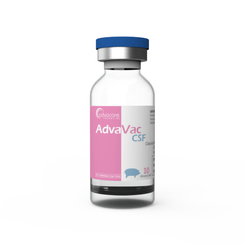 Classical Swine Fever (CSF) Vaccine (1 vial)