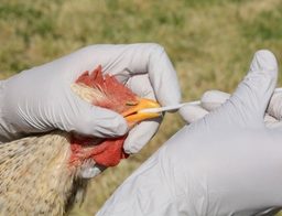 Person holding a chicken and performing a bird flu test swab