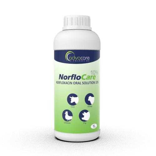 Solution Orale de Norfloxacine (1 bouteille)